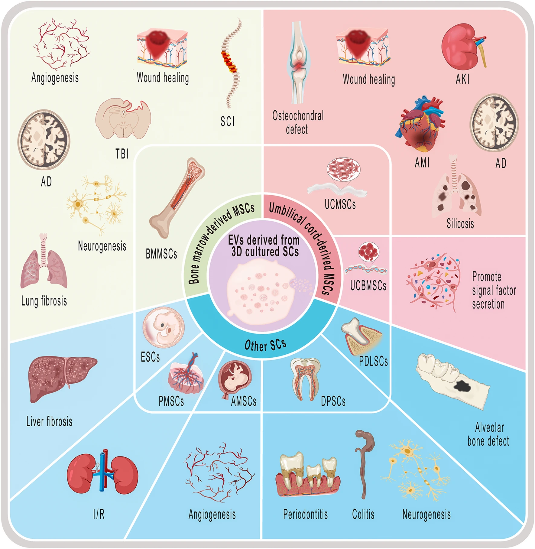 کاربردهای وزیکول‌های خارج سلولی مشتق‌شده از کشت سه‌بعدی سلول‌های بنیادی. 
