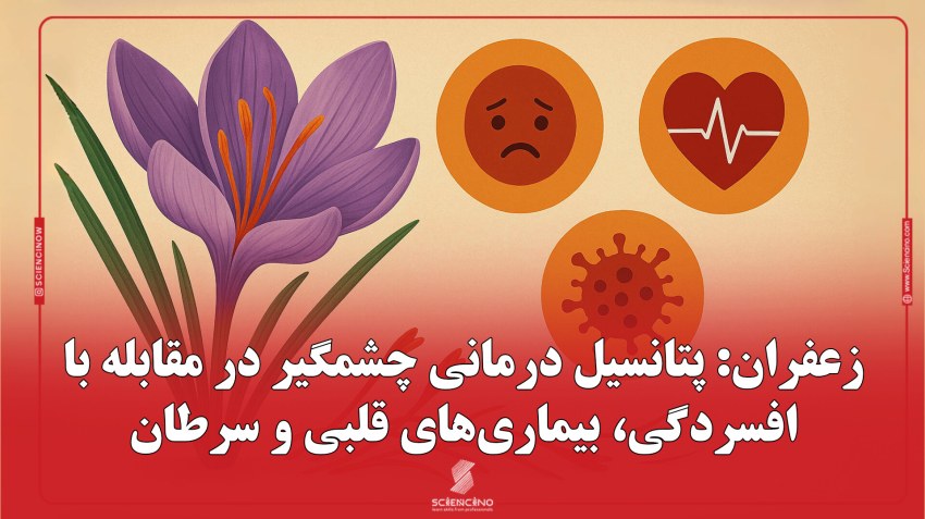 زعفران_پتانسیل_درمانی_چشمگیر_در_مقابله_با_افسردگی،_بیماری‌های_قلبی