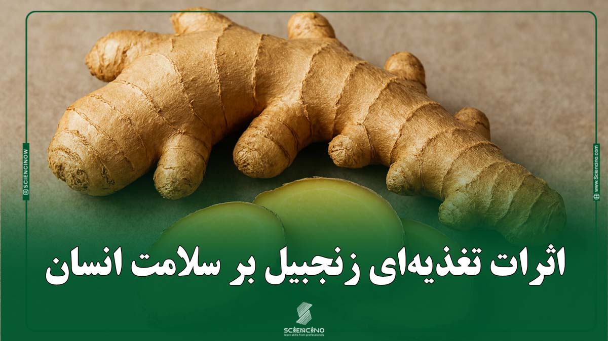اثرات تغذیه‌ای زنجبیل بر سلامت انسان