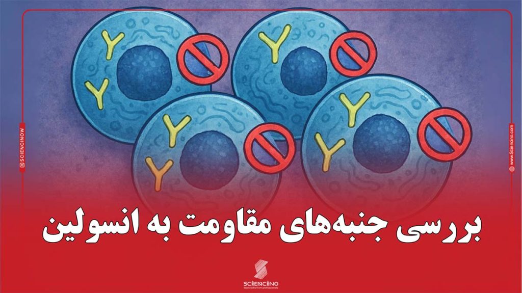 بررسی جنبه‌های مقاومت به انسولین