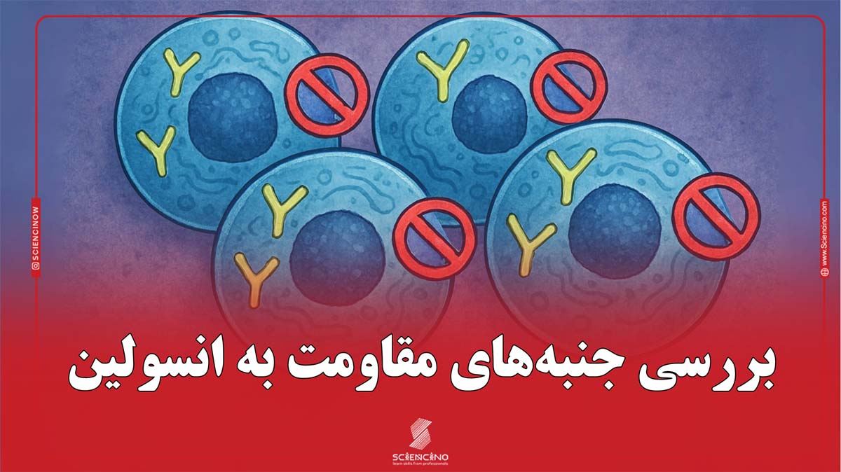 بررسی جنبه‌های مقاومت به انسولین