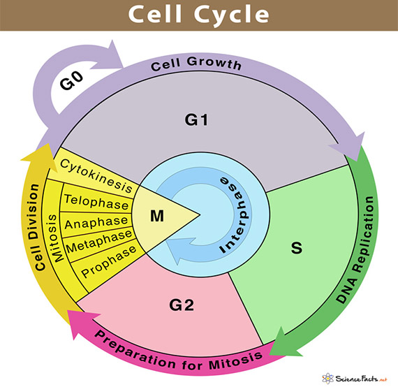 تصویر 1. چرخه سلولی
