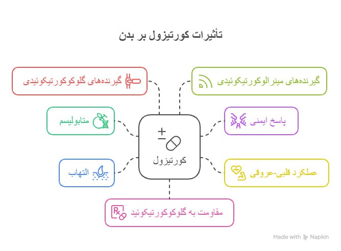 تصویر 2. تأثیرات کوتیزول بر بدن