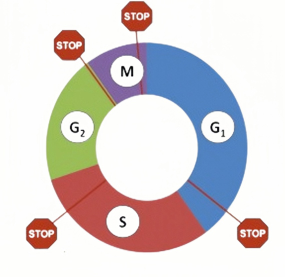 تصویر 2. نقاط کنترل چرخه سلولی