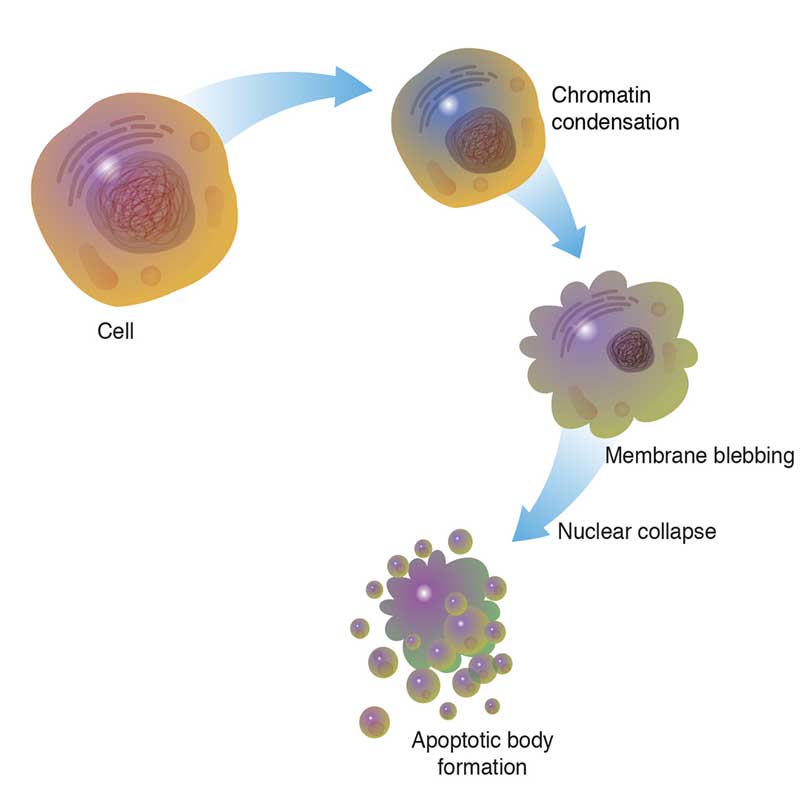 تصویر 3. آپوپتوز یا مرگ برنامه‌ریی‌شده