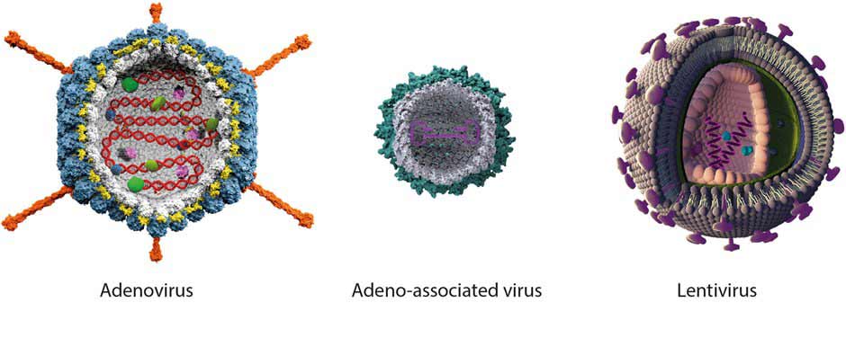 تصویر 3. حامل‌های ویروسی از سیستم‌های دارورسانی