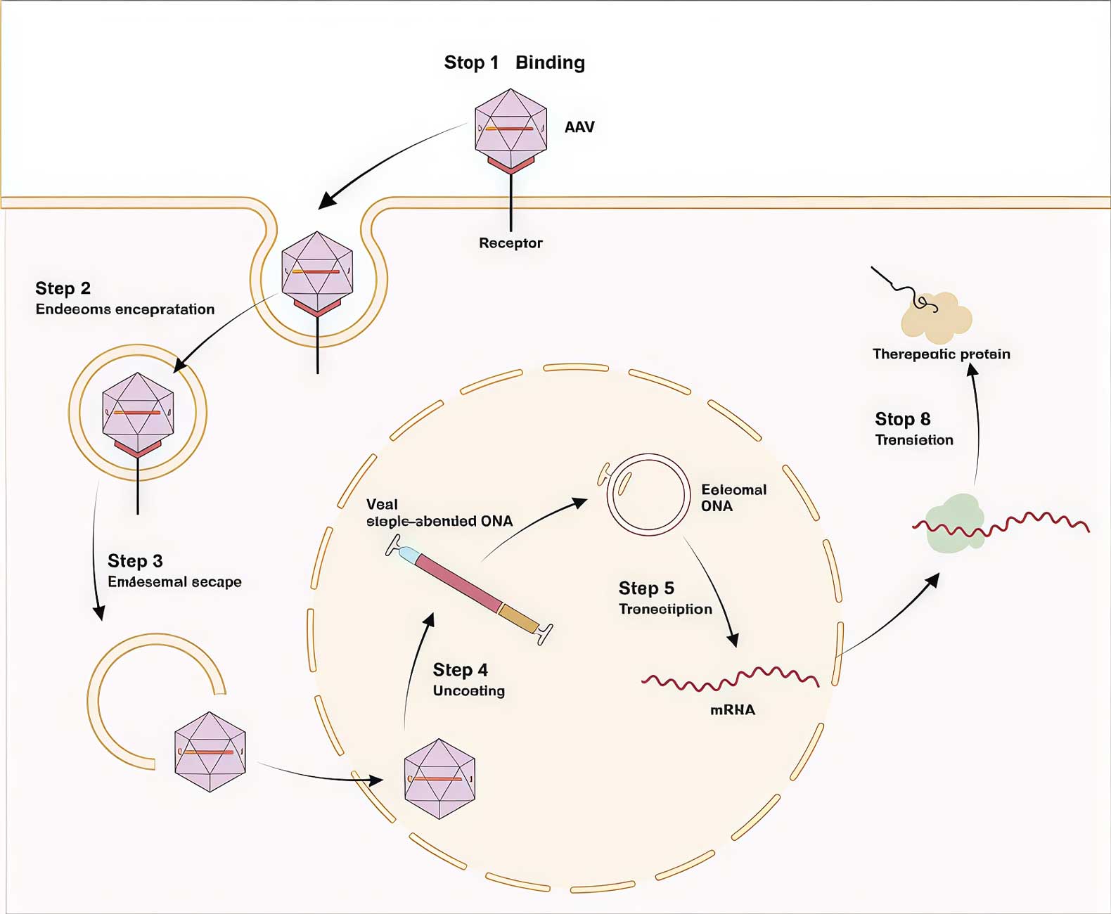 تصویر 5. مراحل ورود سلولی و تراداکشن