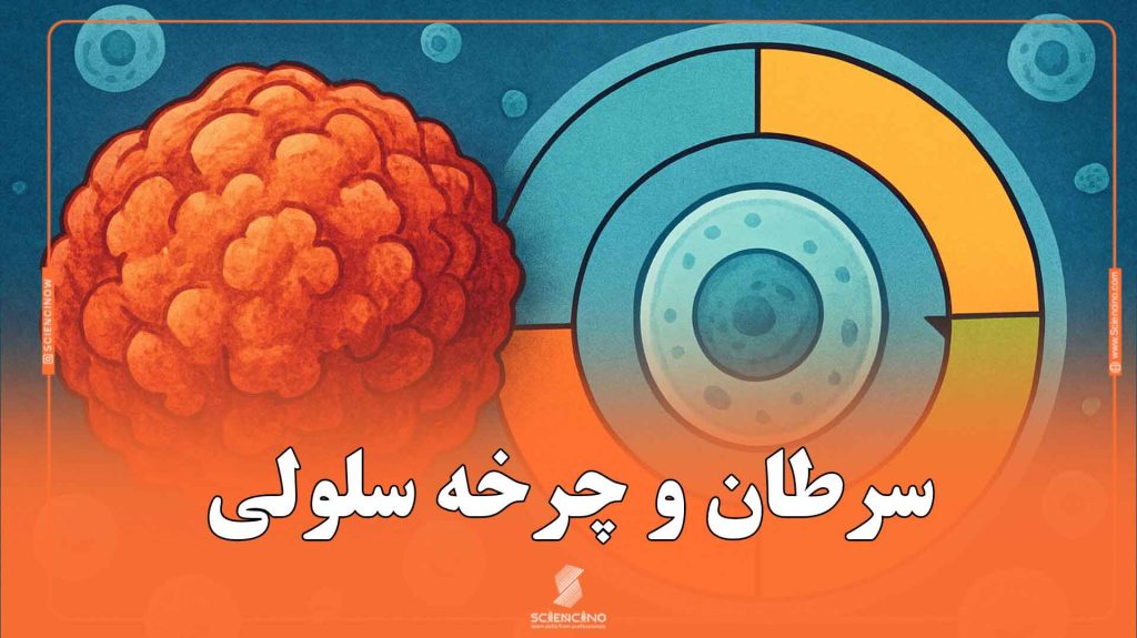 سرطان-و-چرخه-سلولی