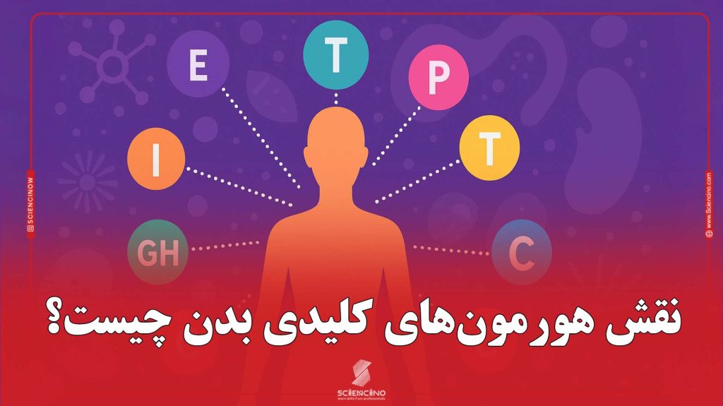 نقش هورمون‌های کلیدی بدن چیست؟