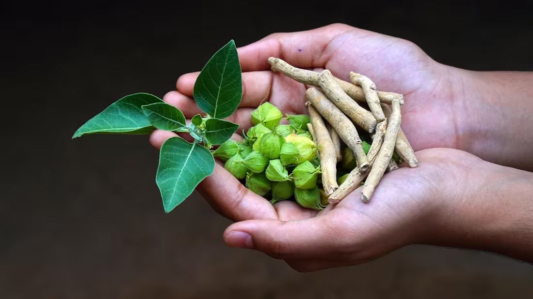گیاه آشواگاندا