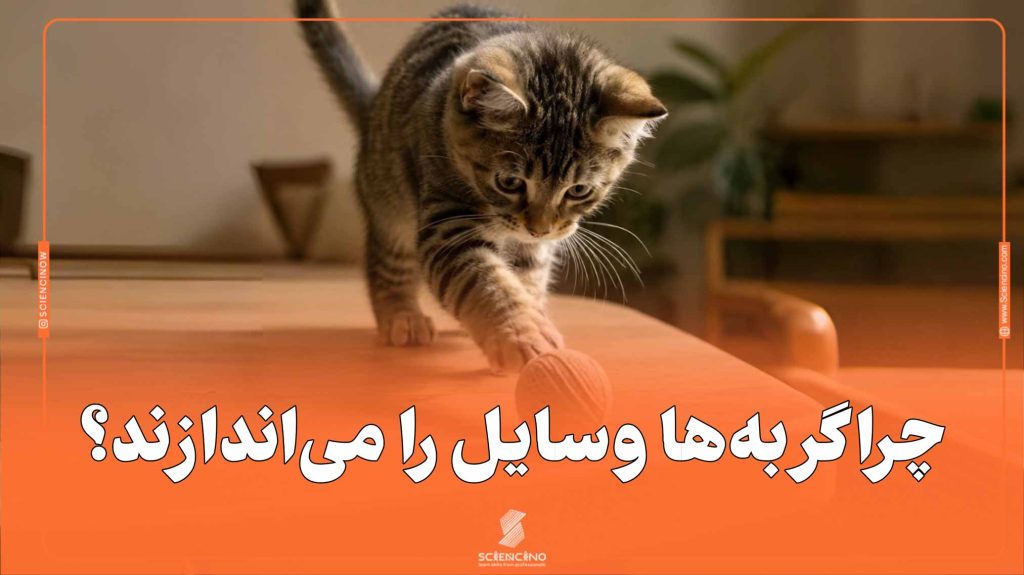 چرا گربه‌ها وسایل را می‌اندازند؟