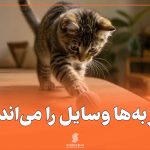 چرا گربه‌ها وسایل را می‌اندازند؟