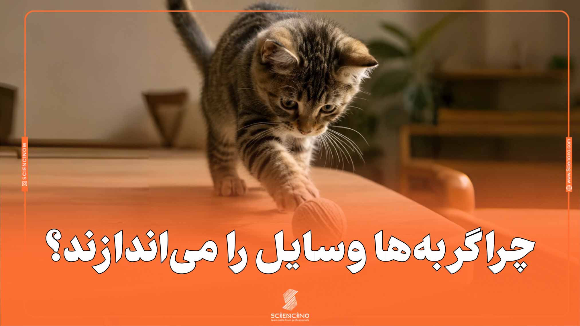 چرا گربه‌ها وسایل را می‌اندازند؟
