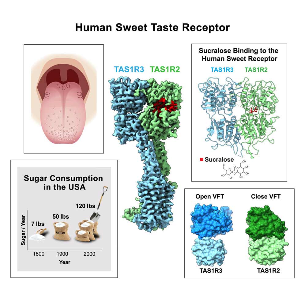 تصویر 7. نمای شماتیک از گیرنده شیرینی انسانی (TAS1R2/TAS1R3) و نحوه اتصال سوکرالوز به آن. گیرنده شیرینی یک پروتئین جفت‌شونده با پروتئین G (GPCR) است که از دو زیرواحد TAS1R2 و TAS1R3 تشکیل شده است. همان‌طور که در تصویر مشخص است، مولکول سوکرالوز (که مشتق کلردار ساکارز است) با قرار گرفتن در جایگاه اتصال این گیرنده، باعث تغییر ساختاری و در نهایت فعال‌سازی مسیر پیام‌رسانی سلولی می‌شود. این مکانیسم نشان می‌دهد که شیرینی یک ویژگی حسی مستقل از "قند بودن" مولکول است و مولکول‌هایی با ساختار متفاوت (مانند سوکرالوز) نیز می‌توانند همین گیرنده را فعال کنند. (Juen, Zhang, et al. "The structure of human sweetness." Cell 188.15 (2025): 4141-4153.)